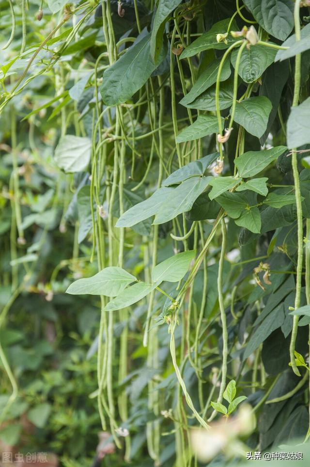 芒种后种点黄瓜豆角，五六十天收获，掌握3点，瓜豆多得吃不完