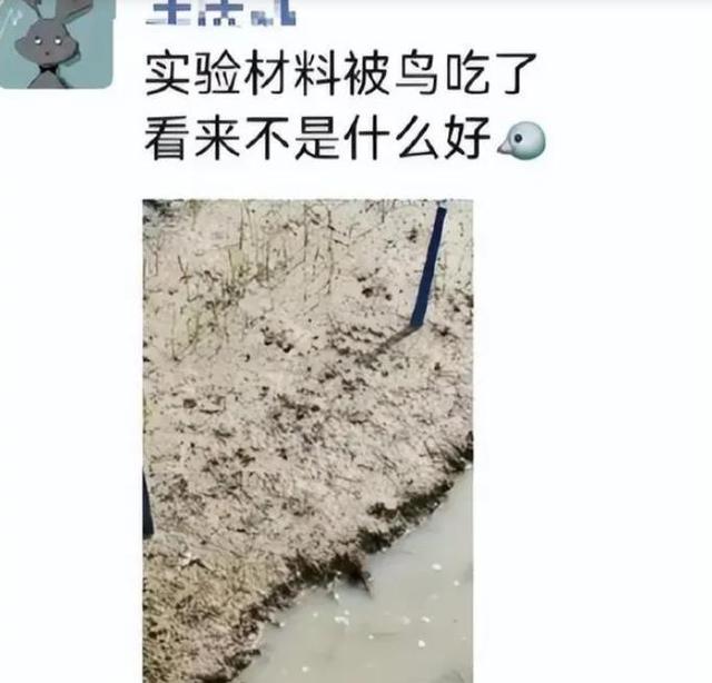 白菜萝卜杂交惊艳收成，农校老师惊呆了！