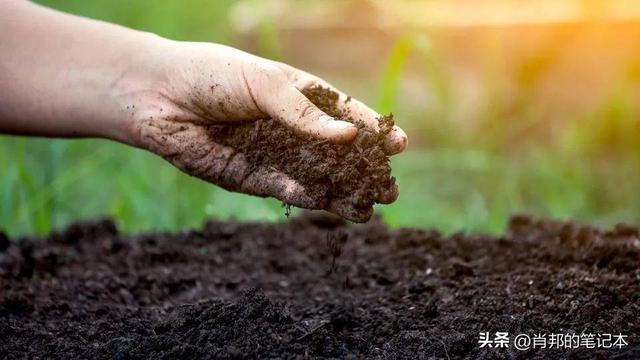 无机及有机栽培对黄瓜生育的影响