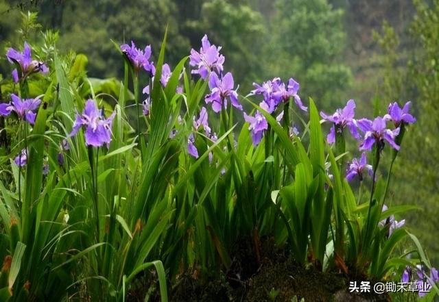 秋季播种——蓝花鸢尾