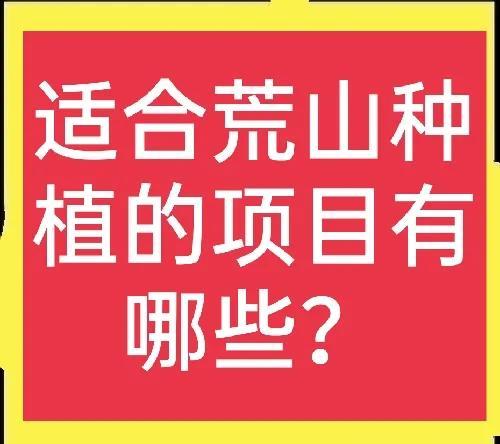 农村荒山种植什么能赚钱？(2)