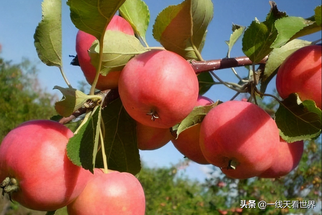 沙果香气浓郁、营养丰富，农民种植稳产又增收，只需掌握几点