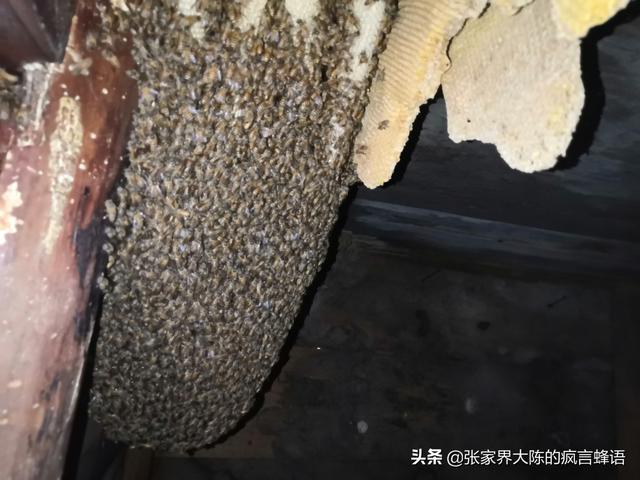 中蜂向上与向下的生活习性，决定蜂箱的使用方法与设计方向