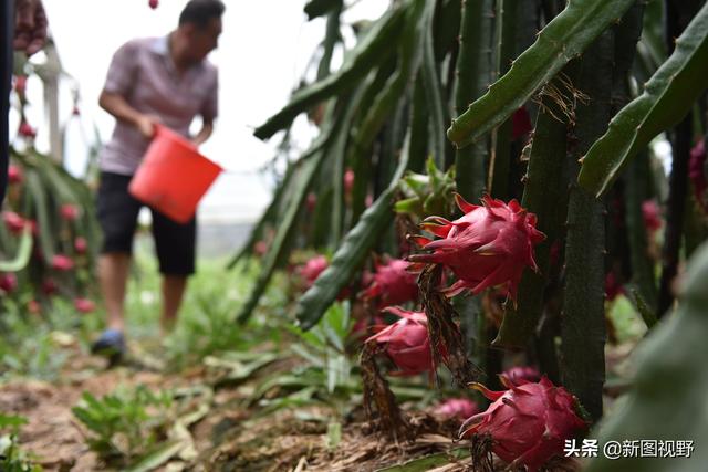 10年前拔掉黄瓜架，栽上了一片火龙果，如今年入100多万