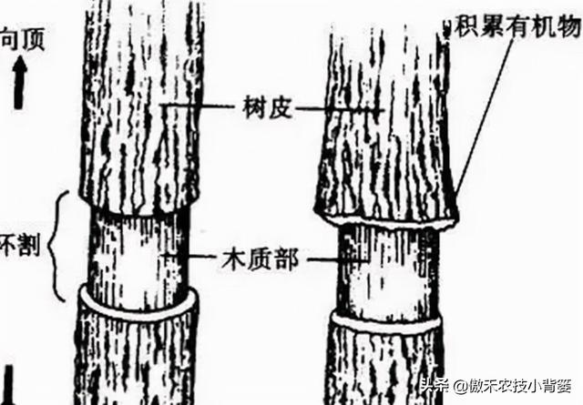 核桃树环剥能解决成花难、不坐果、结果少的问题，但要注意这几点