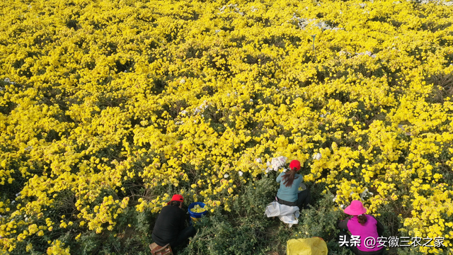 每亩经济效益2万以上，亳菊是40种大宗药材之一，它具有哪些优势