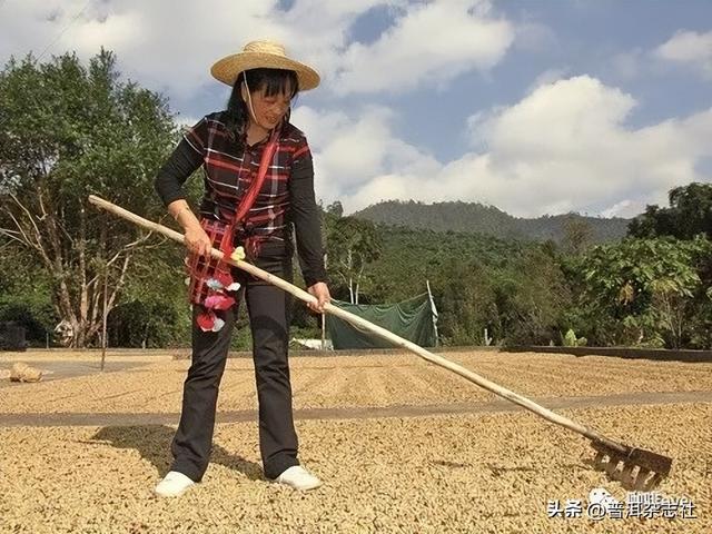 云南咖啡重点产区之普洱&保山