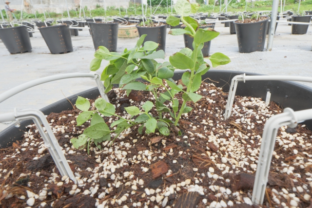 蓝莓种植、食品加工……肇庆这里一批产业项目动工、投产！