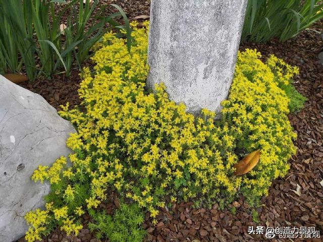 超漂亮的地被植物——佛甲草，春夏花园怎么能少得了它呢