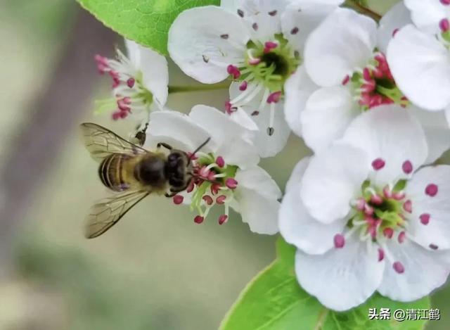 3月梨园梨树农事有哪些？花芽分化是关键，5个措施不可或缺