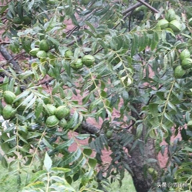 薄壳山核桃树下套种垄作紫山药栽培技术规范