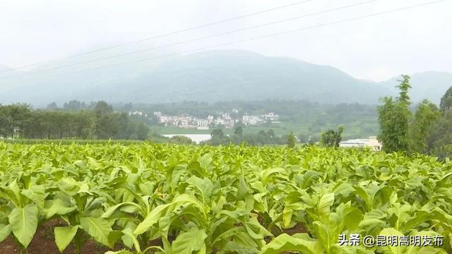 牛栏江水海村：种养殖产业兴旺 村民增收业态丰富