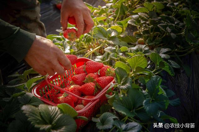 如何让草莓变得更红更甜更好吃？种植草莓要注意这几点