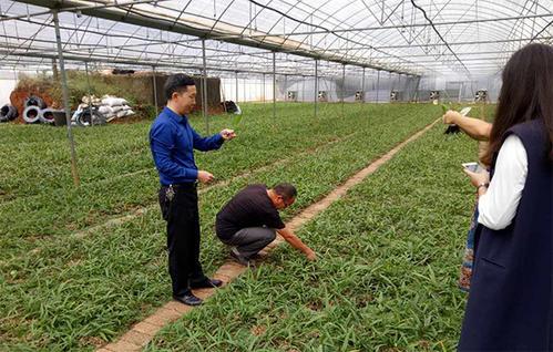 种植白芨丰收技术，破传统造林模式，现林场经营生态，一起看看吧