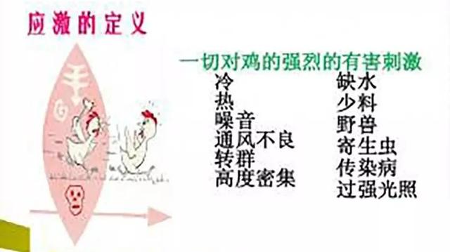 养鸡技术分享：秋季鸡舍通风，这些问题你考虑过吗？