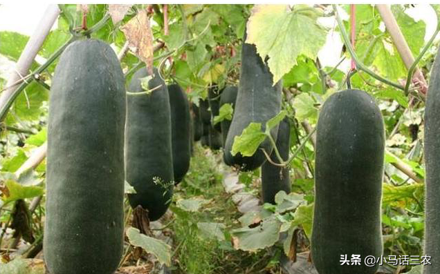 冬瓜什么时候种植最好，在种植时应注意哪些事情