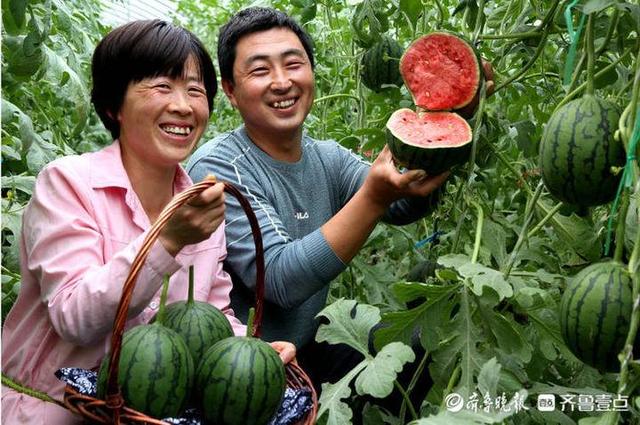 莘县瓜菜菌种植面积和总产量均居山东省首位