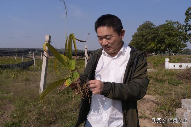 中药材涨价，农民种植反而陷入迷茫，未来5年能赚钱的品种有哪些