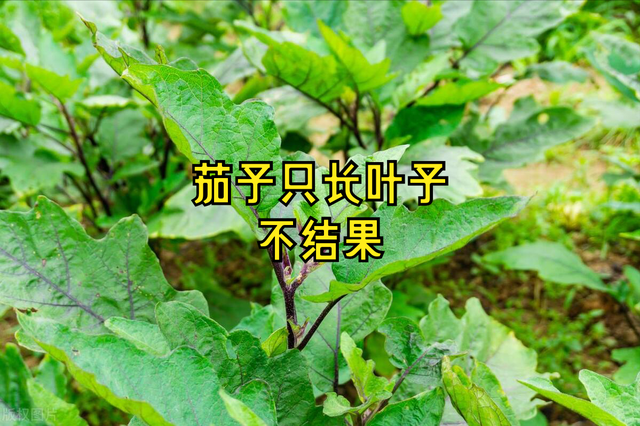 茄子光长秧不结果？牢记4点掌握6技巧，促花又促果，产量稳稳提高