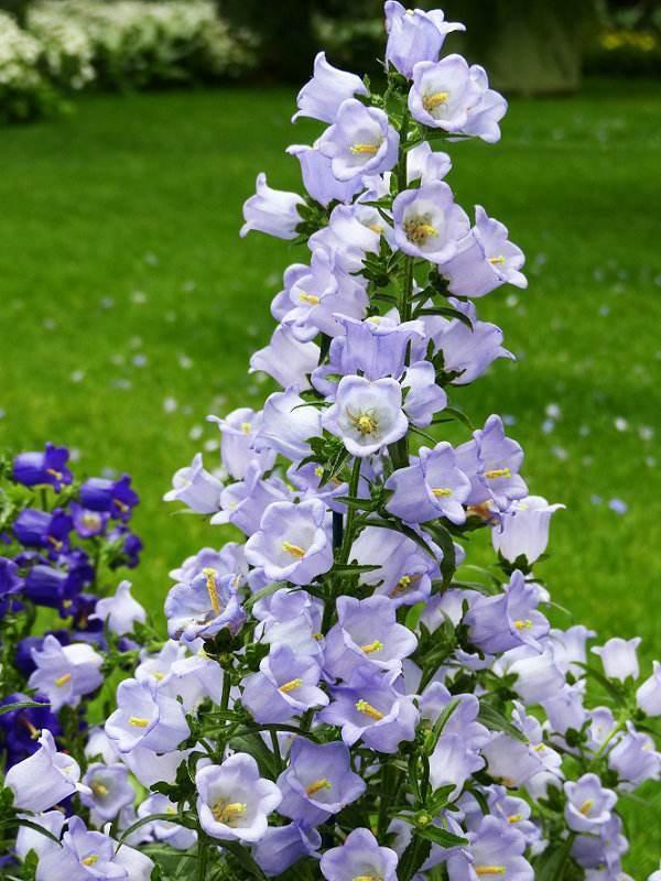 这花要早早种，花量惊人似“风铃”，冬天正好开花，轻轻松松过冬