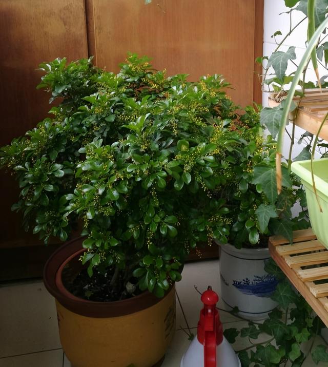 米兰花怎么养？记住3招，枝繁叶茂花朵更多，满屋飘香