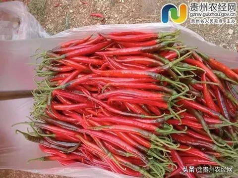 【产销对接】夏季多吃蔬菜，近期蔬菜供应信息精选