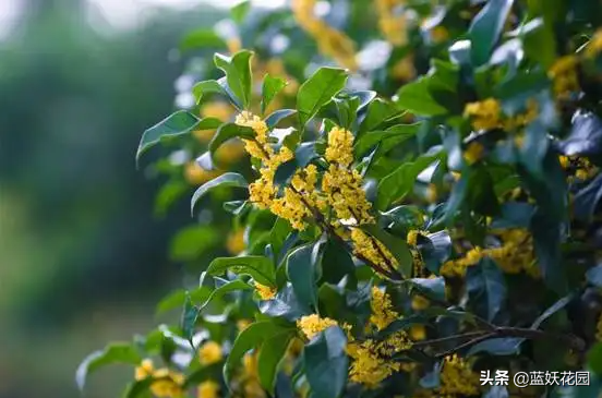 门前种桂花出门遇贵人，盆栽桂花这样养，一棵香满屋