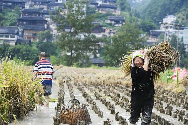 贵州凯里：稻鱼共生双丰收