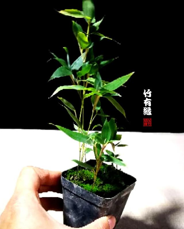 养竹必备《蝴蝶竹养植宝典》