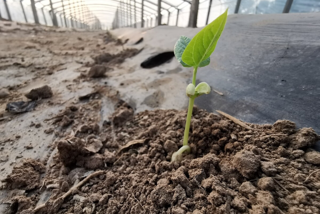 长豆角的种植技术？手把手教你浸种、搭架，种出的豆角吃不完