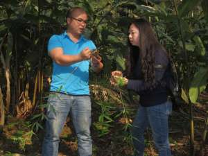 曲靖重楼种植基地(中医药在乡村振兴进程中持续发挥“药力”)