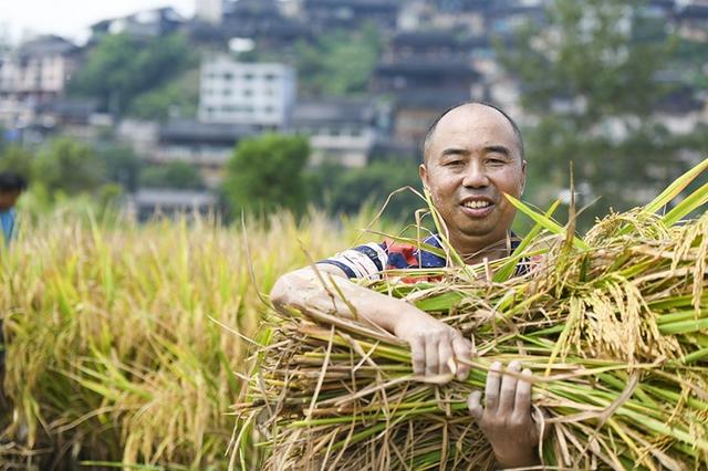 贵州凯里：稻鱼共生双丰收