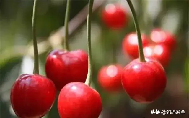 大棚樱桃种植管理方法，以及套种蔬菜介绍