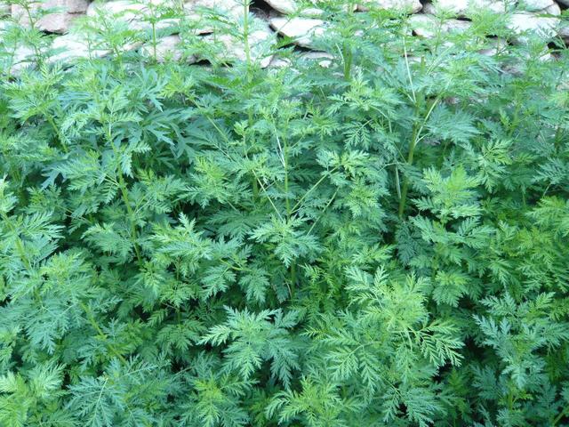 农村这种植物，挽救400万年的生命，在民间还有4个常见的用途