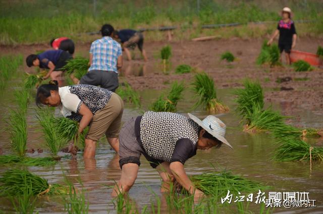 资中县稻渔循环种养产业带助农增收