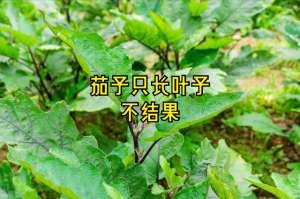 茄子的露天种植技术(茄子光长秧不结果？牢记4点掌握6技巧，促花又促果，产量稳稳提高)