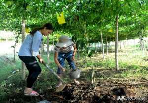 百香果的种植周期(种植百香果，如果提高品质、卖个好价，主要还是靠施肥和修剪)