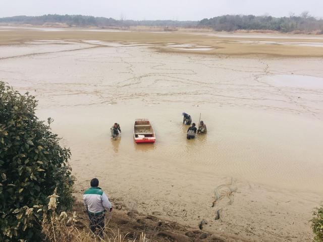 新春走基层∣芜湖市湾沚区：村民鱼塘迎来丰收，一年能赚20万