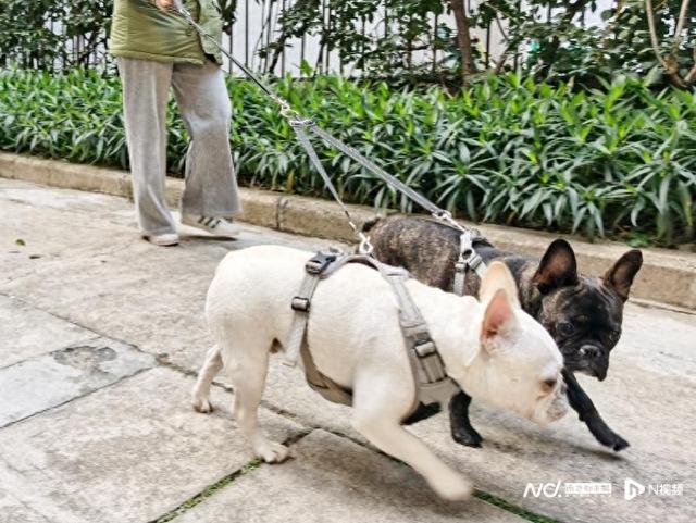 犬只怎么养、怎么管？中山市民期盼养犬管理条例尽早出台