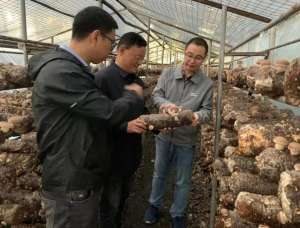 湖北食用菌种植基地(科技特派员助力湖北远安山区食用菌产业发展)