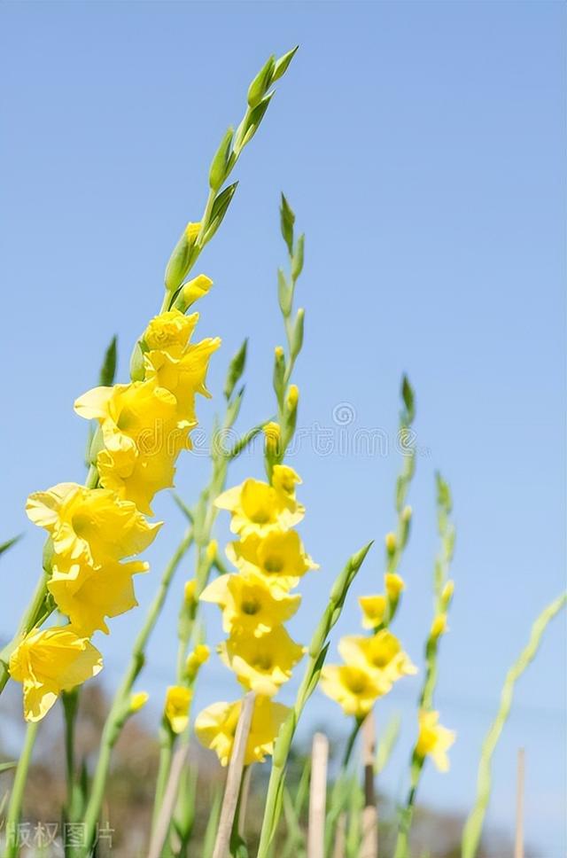 埋土里就活的花，疯狂开出大脸花，团团大花，霸气美艳