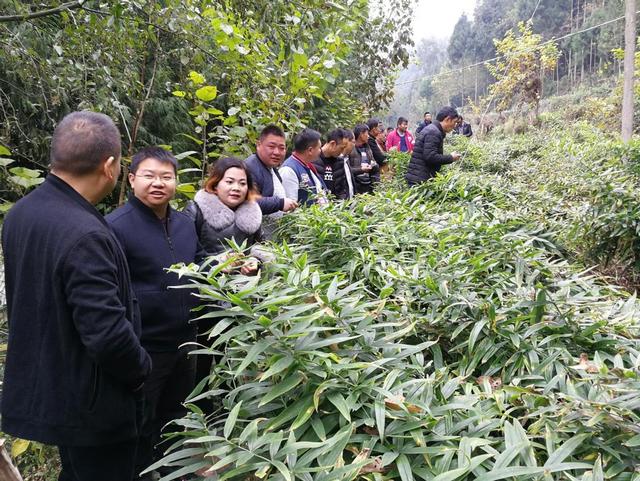 黄精种植火爆！中益乡华溪村，农民致富路上的喜洋洋