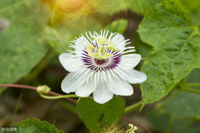 盆栽百香果只长藤不开花结果？搞懂6个问题，花满枝果满盆