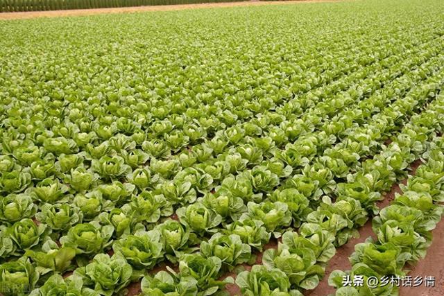 好不容易种点菜，永远别忘了这五点，这才是种植蔬菜的真心话