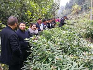 致富经黄精种植(黄精种植火爆中益乡华溪村，农民致富路上的喜洋洋)