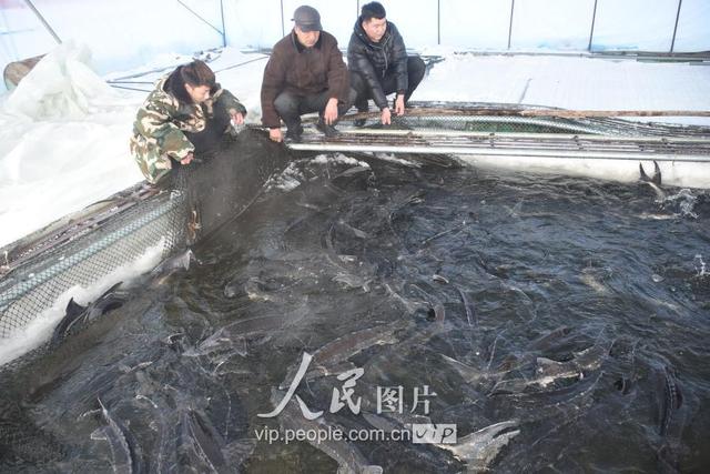 黑龙江黑河：隆冬时节 网箱养殖的鲟鳇鱼开始上市