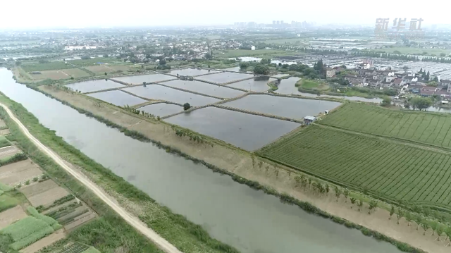 新华全媒+｜浙江湖州：“太湖河虾”迎丰收 上岸渔民谱写生态共富歌谣