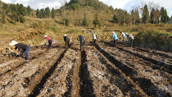 广发银行昆明分行大力支持重楼种植 让中药材产业成为“脱贫良方”