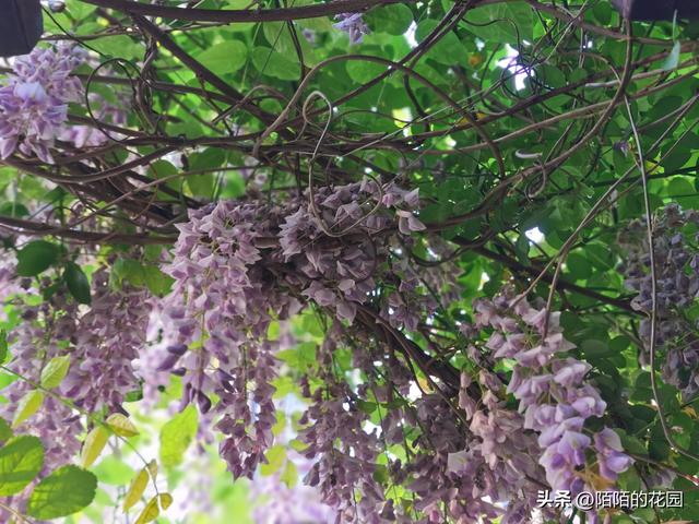 北方庭院每月都想赏花？就选这些花搭配种植