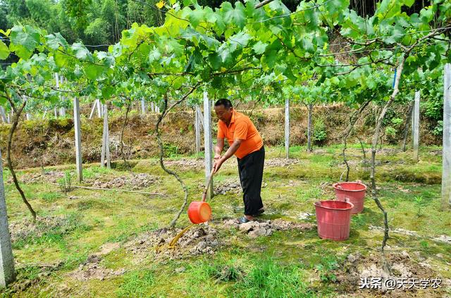 种植百香果，如果提高品质、卖个好价，主要还是靠施肥和修剪